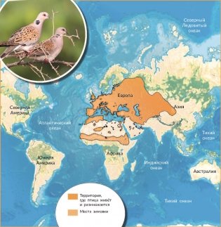 Птица года Беларуси. Обыкновенная горлица фото книги 4