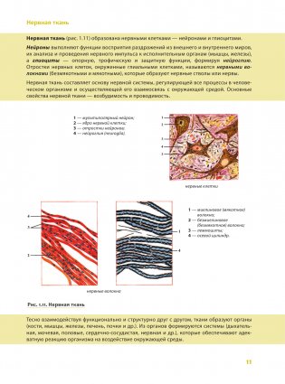 Наглядная анатомия человека. Подробный атлас с иллюстрациями фото книги 7