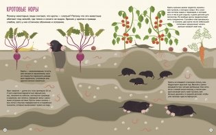 Что внутри? Как устроены дома животных фото книги 3