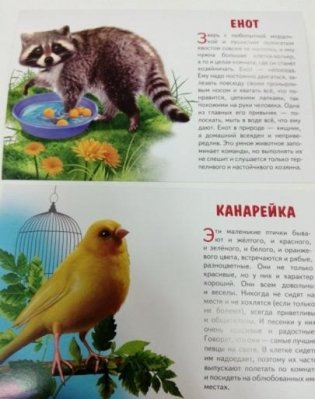 Обучающие карточки "Домашние любимцы" фото книги 2