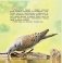 Птица года Беларуси. Обыкновенная горлица фото книги маленькое 3