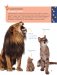 Кошки. Полное руководство для детей фото книги маленькое 13