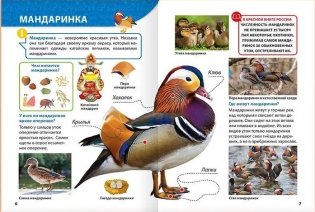 Энциклопедия для маленьких почемучек. Красная книга фото книги 3