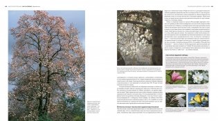 Деревья. Жизнеутверждающее путешествие по лесам, садам и паркам фото книги 8