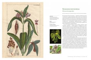 Выдающиеся деревья, которые изменили нашу жизнь фото книги 4