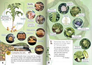 Ласункі агарода, саду, лесу. Узбагачаем слоўнікавы запас, выконваем заданні, пашыраем кругагляд (6-10 гадоў) фото книги 4