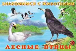 Лесные птицы фото книги