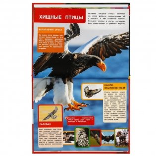 Хищники России. Энциклопедия с развивающими заданиями фото книги 4