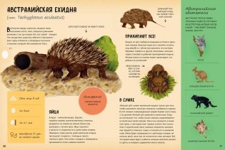 Кто появляется на свет из яйца? фото книги 4