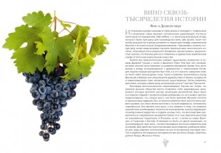 Маленькая книга гурмана. Вино фото книги 4