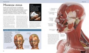 Анатомия человека. Визуальный гид по всем системам организма: норма и патологии фото книги 3