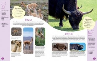 Красочный мир животных. Энциклопедия фото книги 3