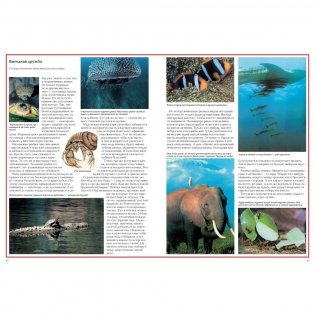 Загадки животного мира фото книги 3