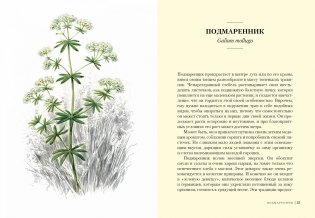 Травы. Природный источник жизненной силы фото книги 6