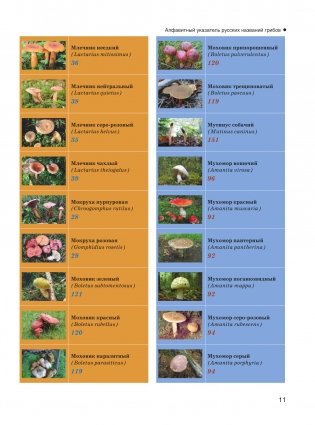Большая энциклопедия. Грибы. Съедобные и несъедобные. Собираем и готовим. фото книги 12