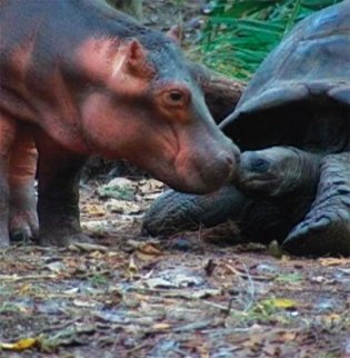 Оуэн и Мзи. Подлинная история удивительной дружбы фото книги 7