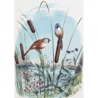 Самые красивые птицы. Иллюстрации Э. Травье фото книги 3