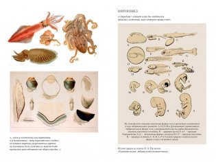 Происхождение видов путем естественного отбора фото книги 8