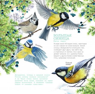 Календарь Птицы России с голосами 2026 год фото книги 3