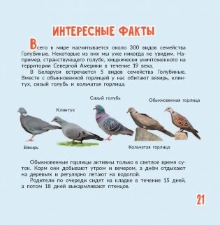 Птица года Беларуси. Обыкновенная горлица фото книги 7