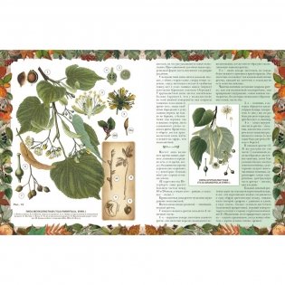 Беседы о русском лесе фото книги 7