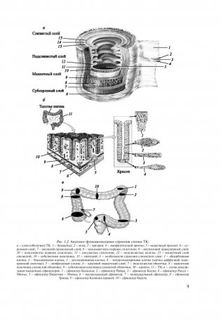 Основы колопроктологии фото книги 8