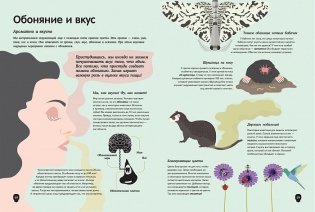 Тело человека. Визуальный гид фото книги 2