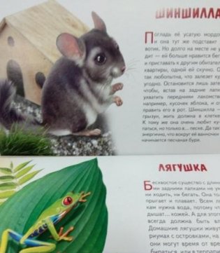 Обучающие карточки "Домашние любимцы" фото книги 5