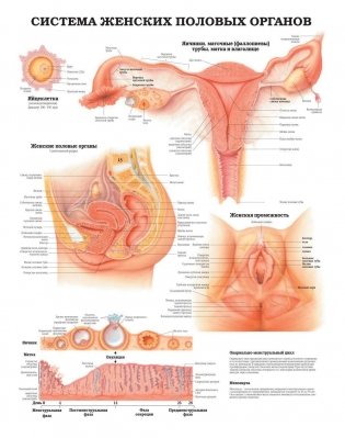 Большой атлас анатомии человека. Лучшие в мире анатомические таблицы фото книги 8