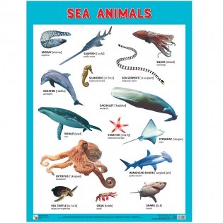 Плакаты "Sea Animals" фото книги