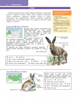 Большой определитель птиц, зверей, насекомых и растений России фото книги 11