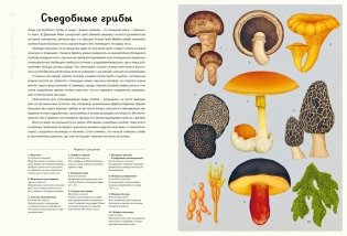 Грибы фото книги 7