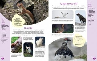Красочный мир животных. Энциклопедия фото книги 5