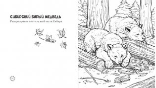 Чарующие краски России. Страницы нежности и красоты фото книги 5