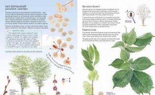 Софи в мире деревьев фото книги 7