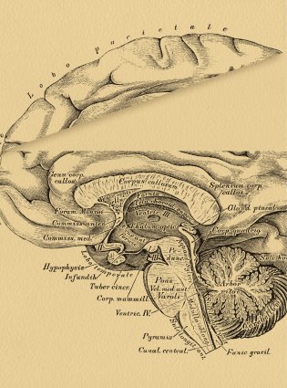 Мозг. Большая энциклопедия фото книги 7