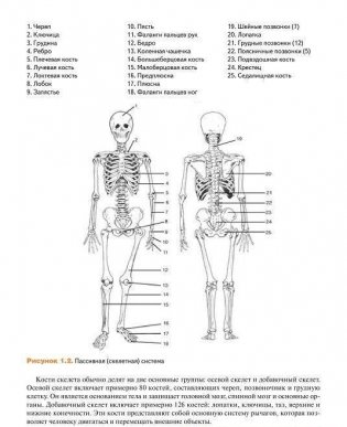 Мышечная механика фото книги 7