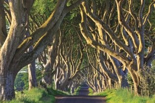 Выдающиеся деревья, которые изменили нашу жизнь фото книги 6