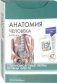 Анатомия человека. Спинномозговые нервы и органы чувств (47 карточек) фото книги маленькое 2