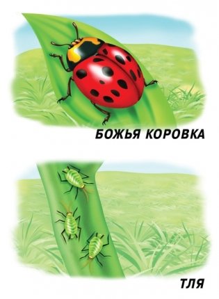 Демонстрационный материал "Насекомые" фото книги 4