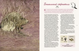 Наши соседи по планете. Рассказы о диких животных фото книги 3