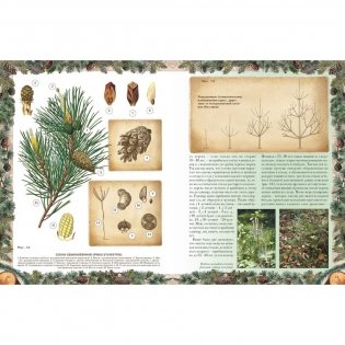 Беседы о русском лесе фото книги 2