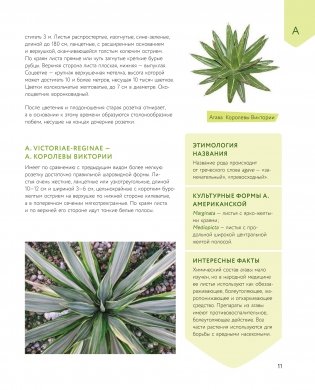 Зеленый оазис. Комнатные растения от А до Я фото книги 4