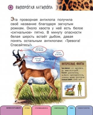 Все животные с крупными буквами фото книги 7