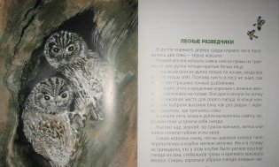 Лесные разведчики фото книги 7