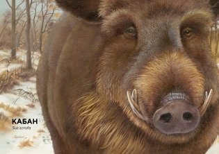 Лесные животные в натуральную величину фото книги 8