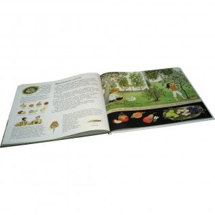 Как растут ягоды, орехи и фрукты фото книги 5