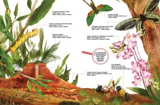 Насекомые в натуральную величину фото книги 3