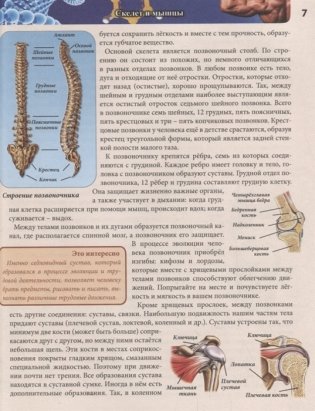Энциклопедия. Тело человека фото книги 6