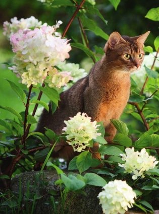 Кошки. Самая полная иллюстрированная энциклопедия фото книги 7